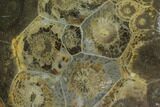 Polished Fossil Coral (Actinocyathus) - Morocco #100663-1